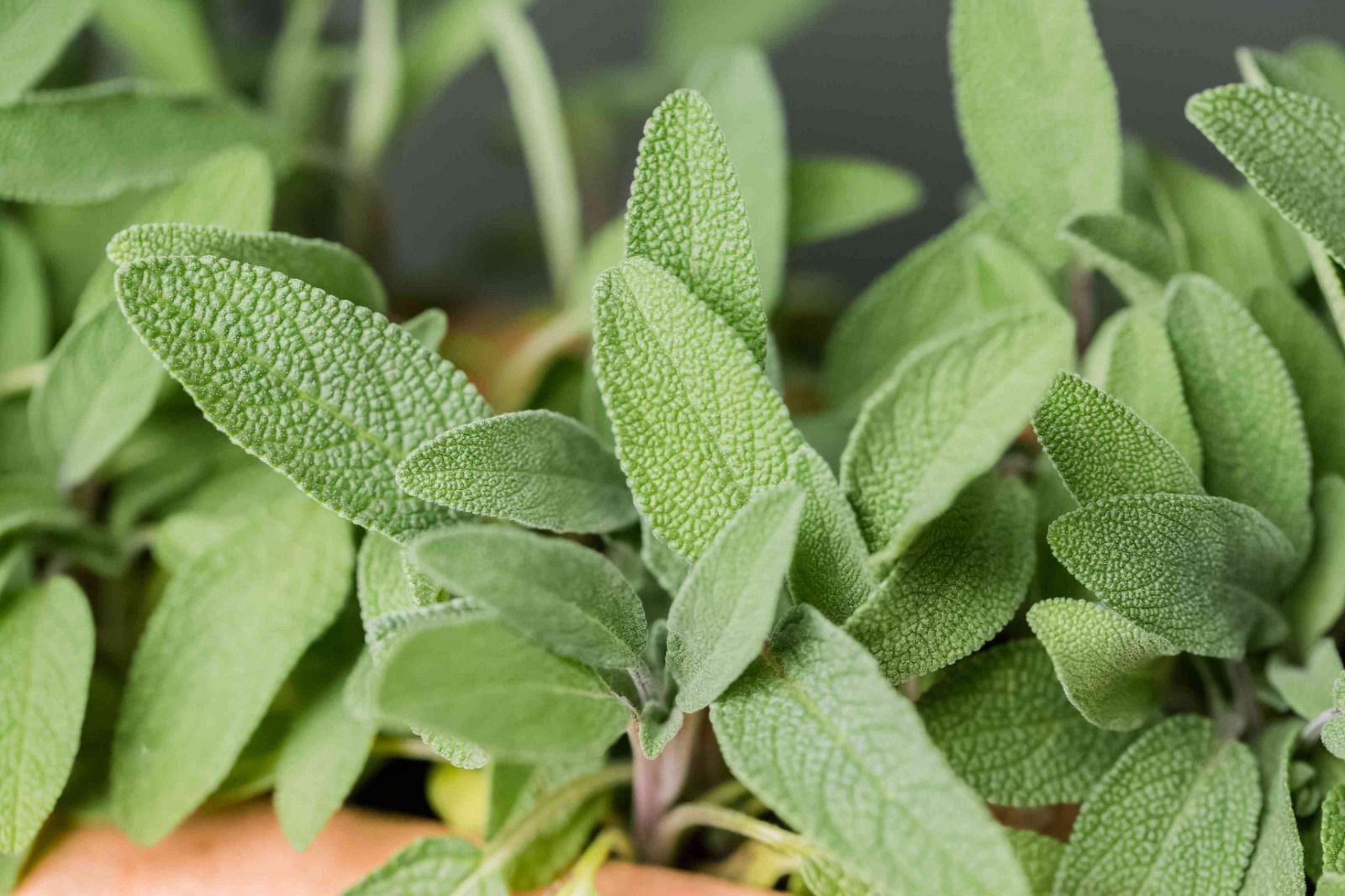 Medicinal benefits of sage (Image via Spruce)